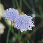 Didiscus caeruleus ‘Lacy Mixed’ (kantbloem)