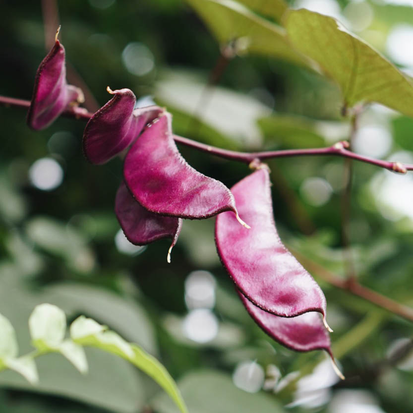 Dolichos lablab ‘Ruby Moon’