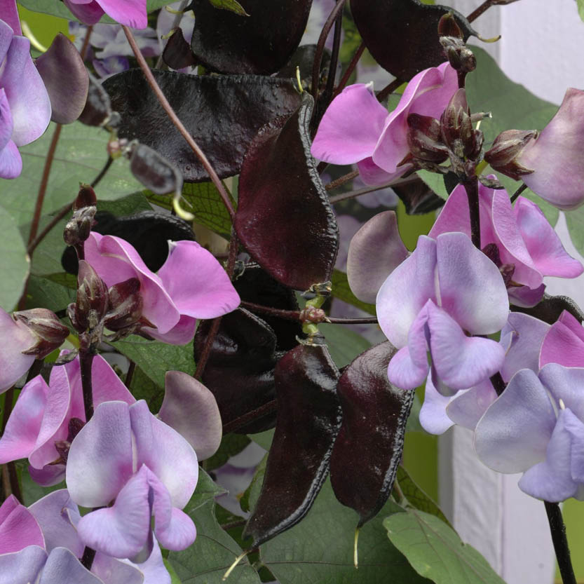 Dolichos lablab ‘Ruby Moon’
