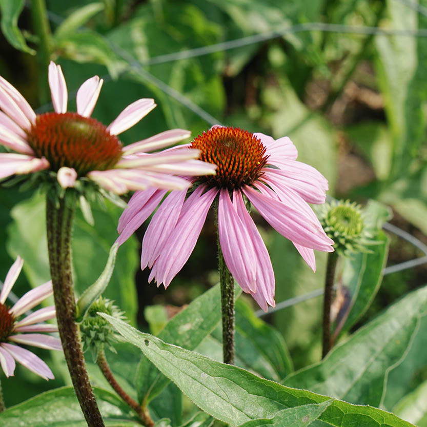 Echinacea purpurea ‘Magnus’ (zonnehoed)
