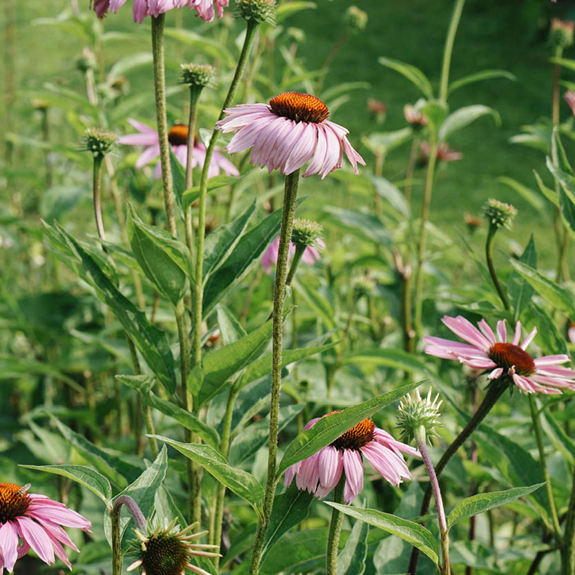 Echinacea purpurea 'Magnus' (zonnehoed)