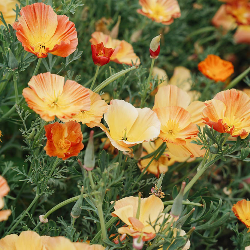 Eschscholzia californica ‘Thai Silk Apricot Chiffon’ (slaapmutsje)