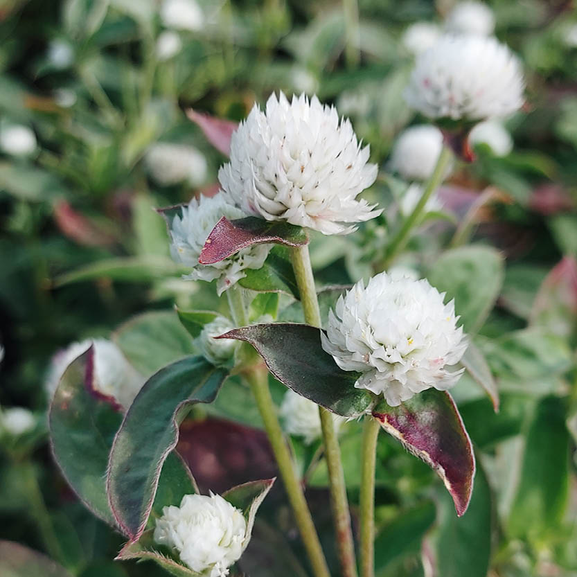 Gomphrena globosa ‘White’ (kogelamarant)