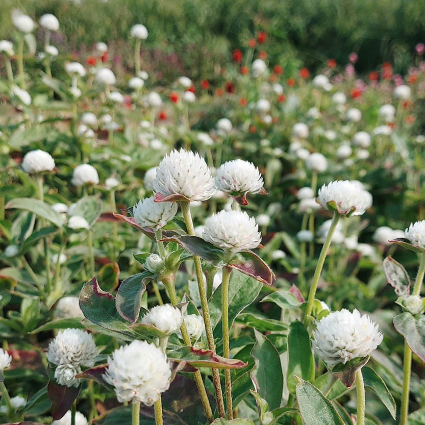 Gomphrena globosa ‘White’ (kogelamarant)