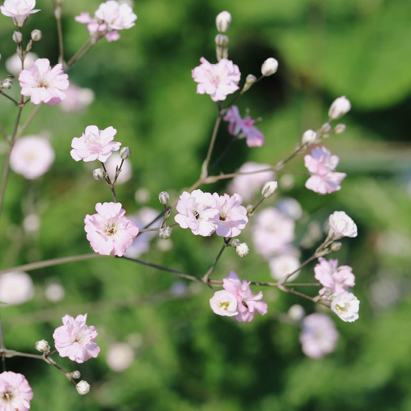 Gypsophila elegans ‘Rosea’ (gipskruid)
