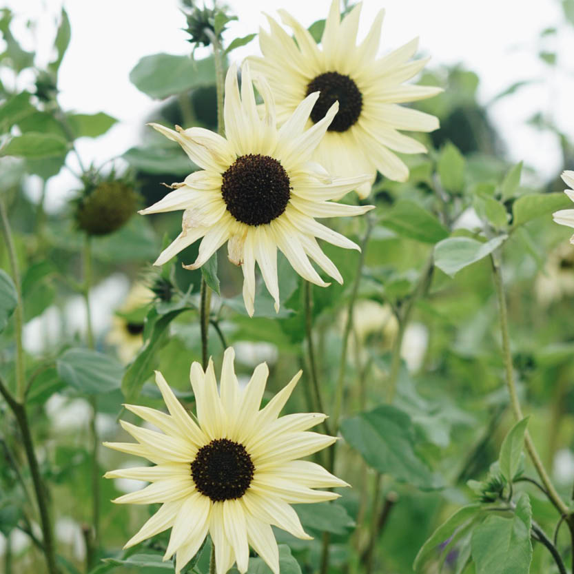 Helianthus debilis ‘Italian White’ (zonnebloem)