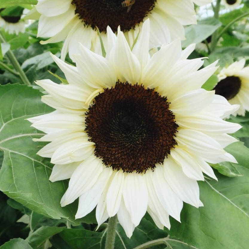 Helianthus annuus ‘ProCut White Nite’ (zonnebloem)