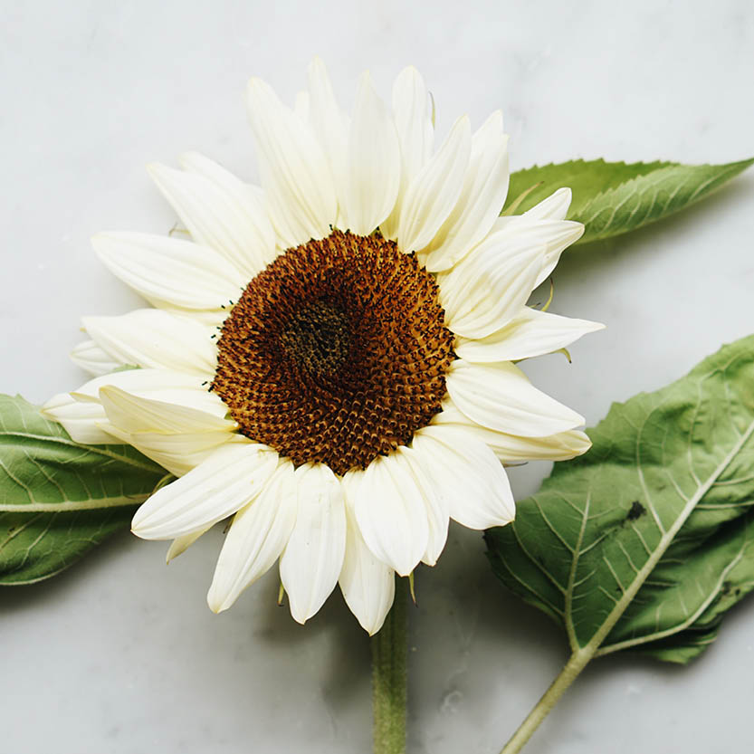 Helianthus annuus ‘ProCut White Nite’ (zonnebloem)