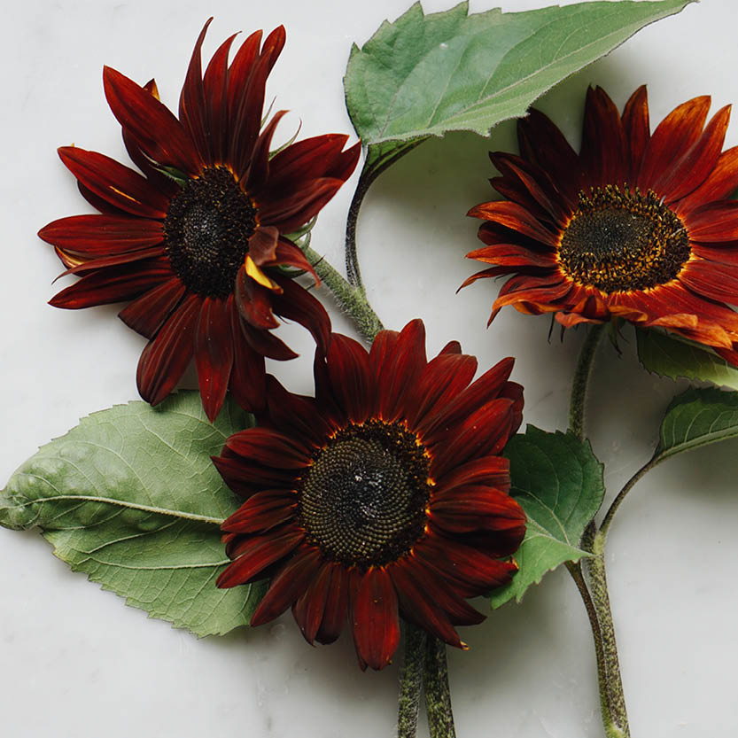 Helianthus annuus ‘Ruby’ (zonnebloem)