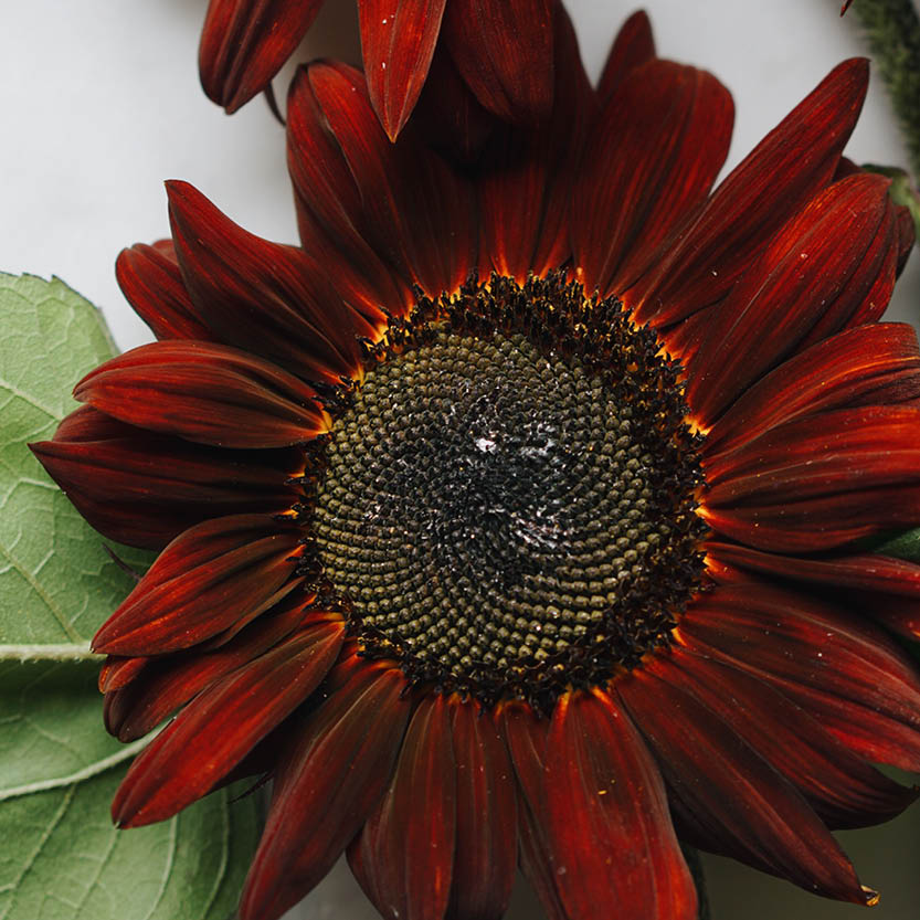 Helianthus annuus ‘Ruby’ (zonnebloem)