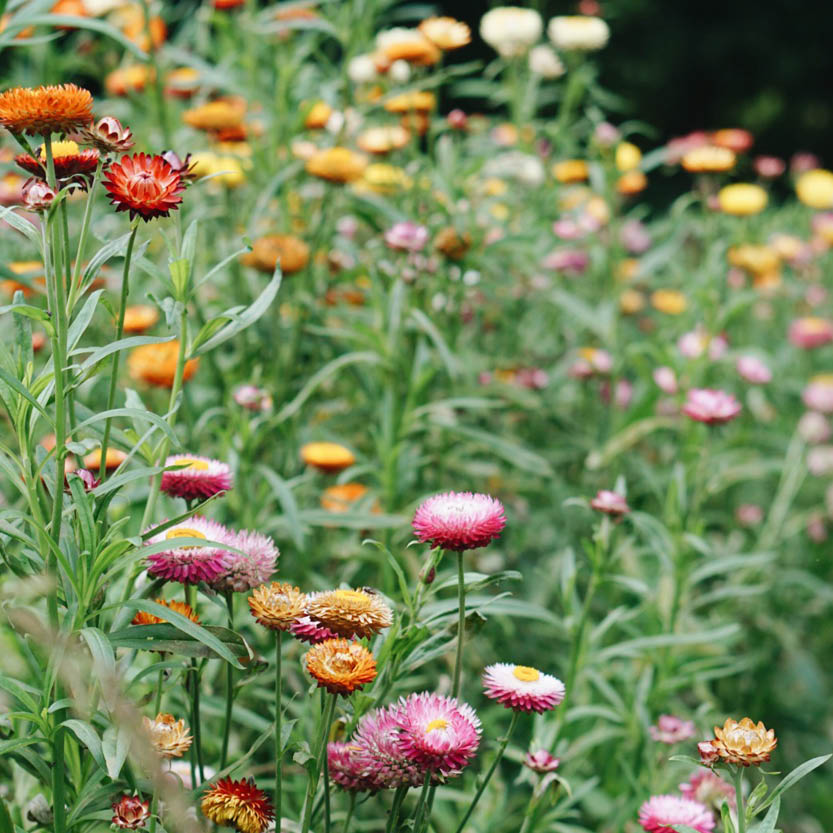 Helichrysum bracteatum ‘Mixed’ (strobloem)
