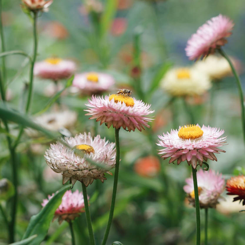 Helichrysum bracteatum ‘Silvery Rose’ (strobloem)