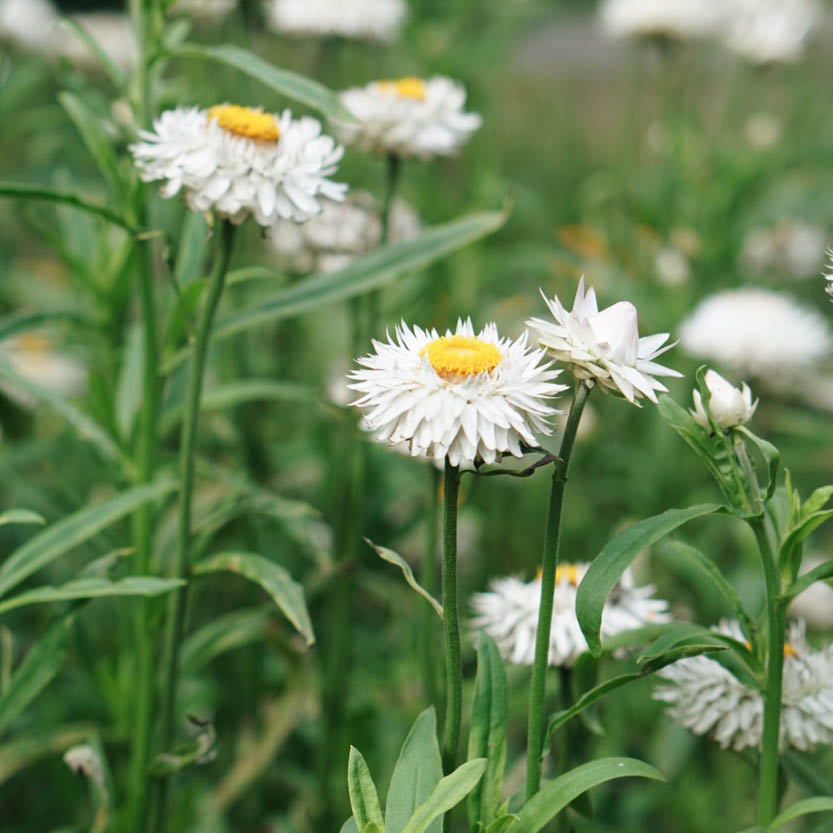 Helichrysum bracteatum ‘White’ (Strobloem)