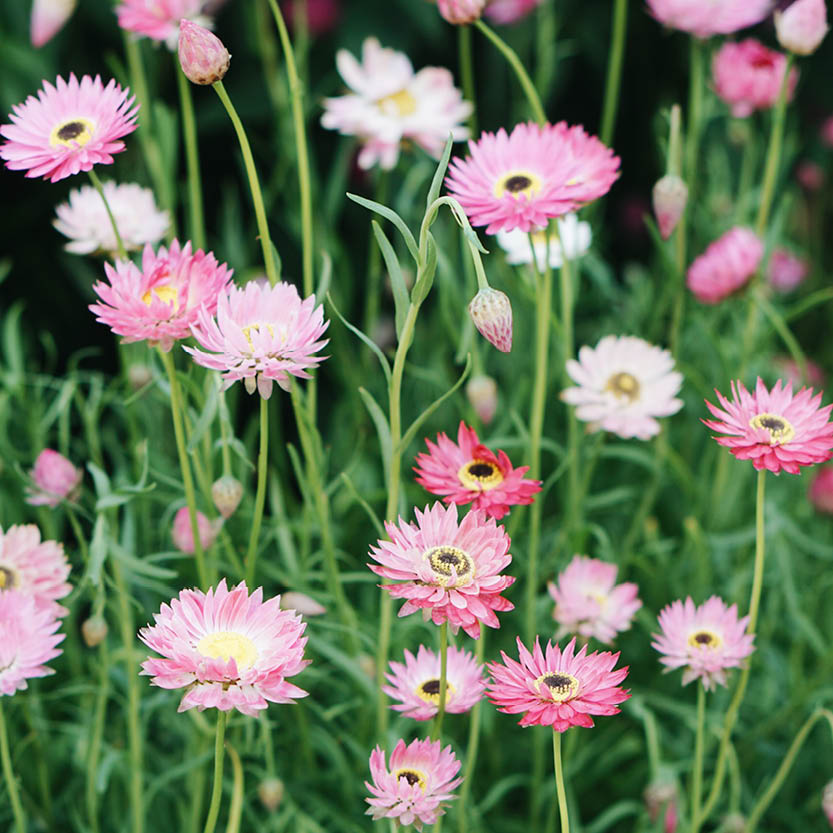 Helipterum manglesii mix (zonnestrobloem)