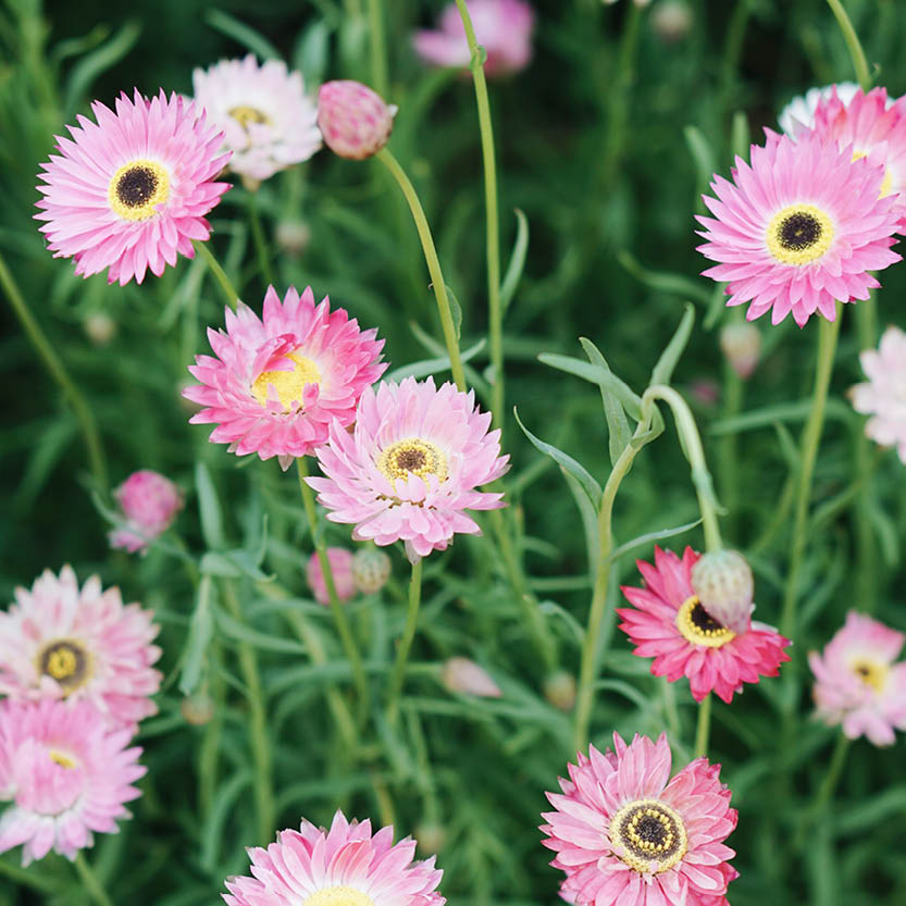 Helipterum manglesii mix (zonnestrobloem)