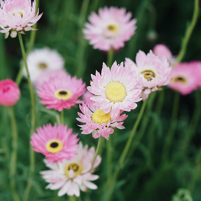 Helipterum manglesii mix (zonnestrobloem)