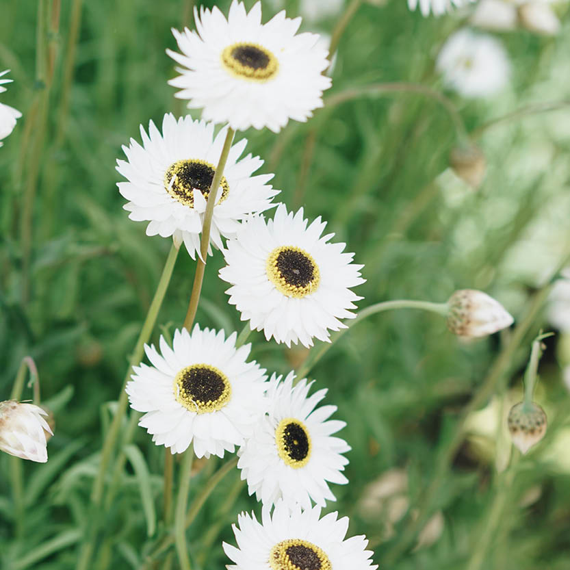 Helipterum roseum ‘White’ (zonnestrobloem)