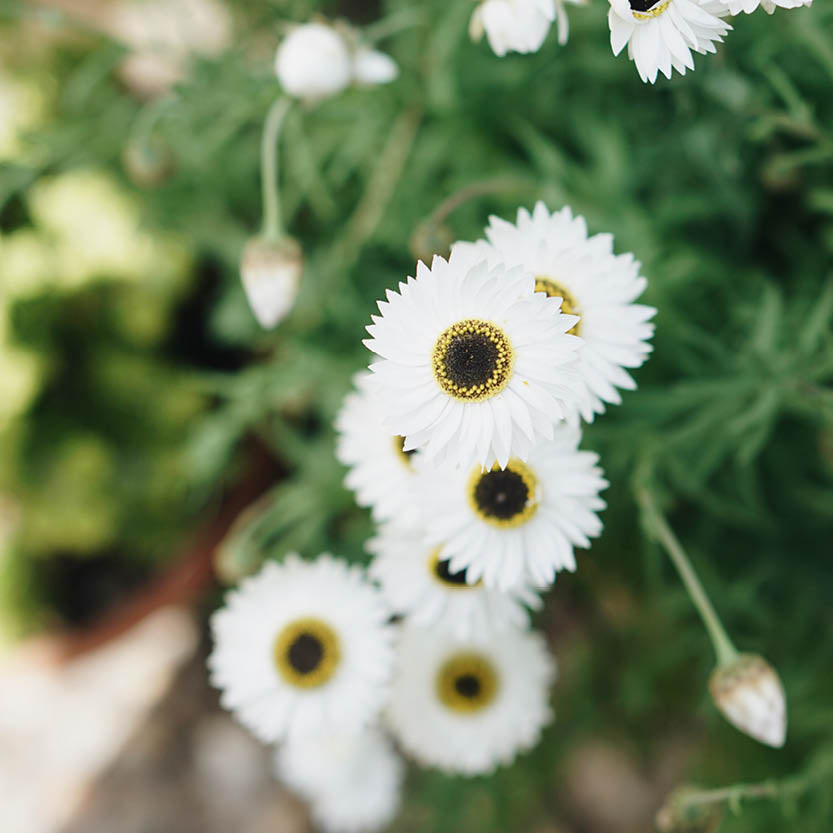 Helipterum roseum ‘White’ (zonnestrobloem)