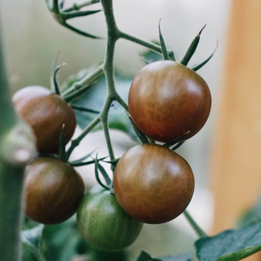 Kerstomaat 'Black Cherry'