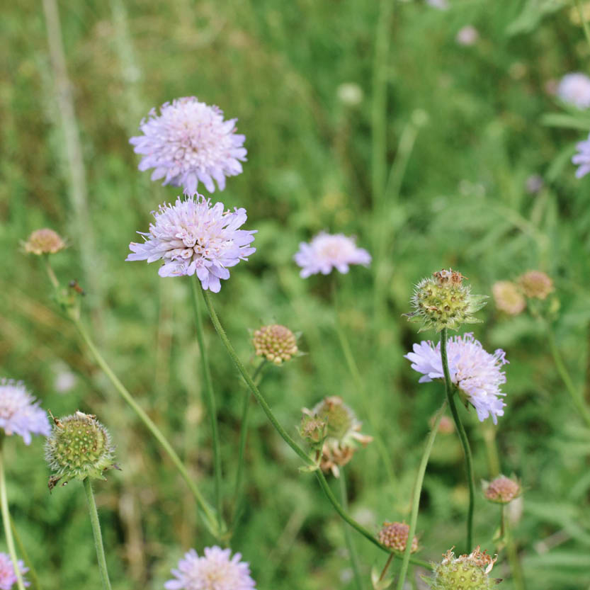 Knautia arvensis (beemdkroon) ECO