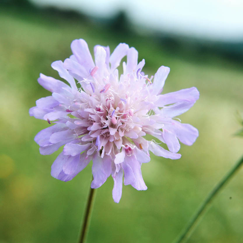 Knautia arvensis (beemdkroon) ECO