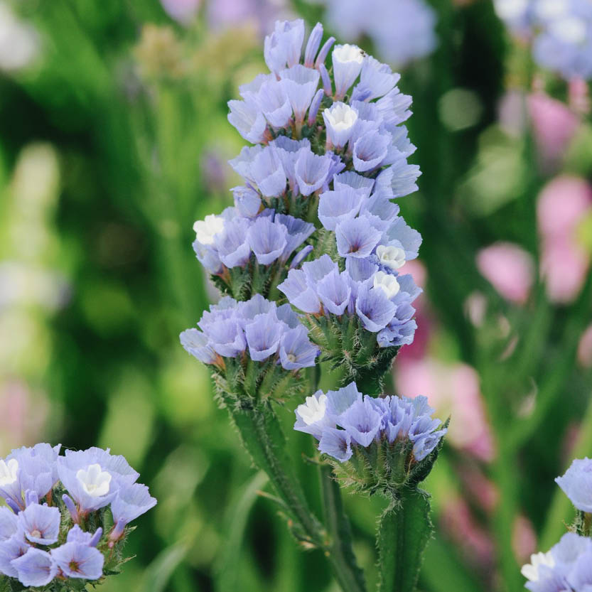 Limonium sinuatum ‘Pale Blue’ (lamsoor)