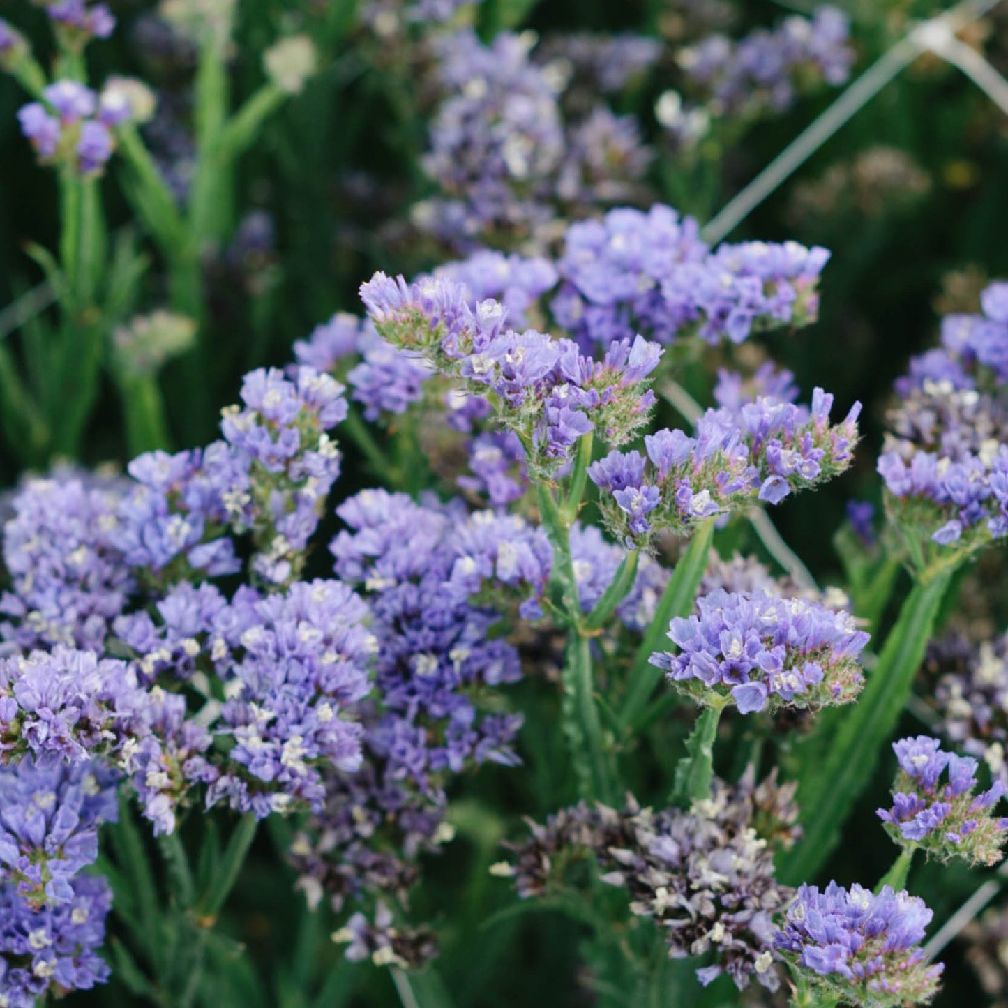 Limonium sinuatum ‘Pale Blue’ (lamsoor)