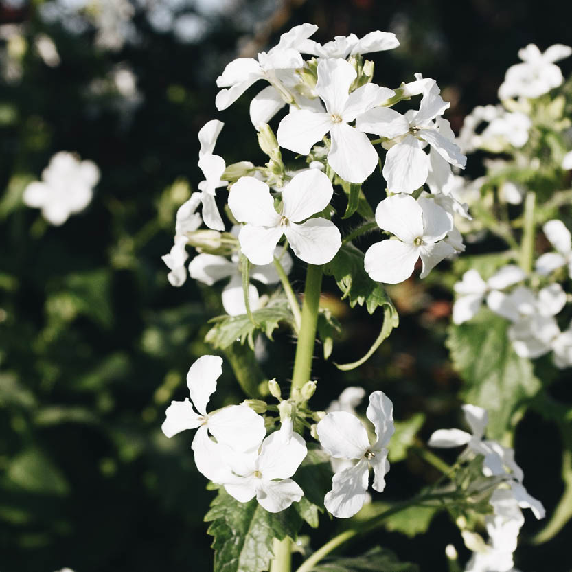 Lunaria annua ‘Alba’ (judaspenning)