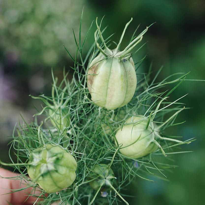 Nigella damascena ‘Albion Green Pod’ (juffertje in het groen) BIO