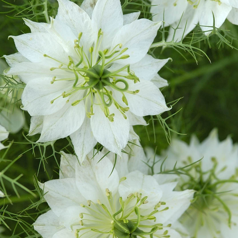 Nigella damascena ‘Albion Green Pod’ (juffertje in het groen) BIO