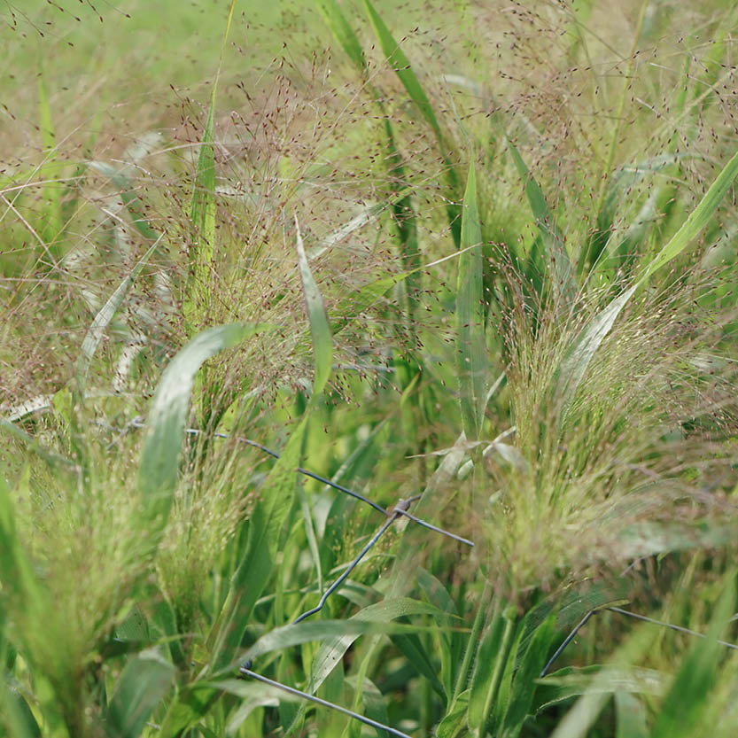 Panicum virgatum ‘Frosted Explosion’ (vingergras)