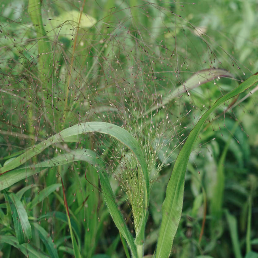 Panicum virgatum ‘Frosted Explosion’ (vingergras)