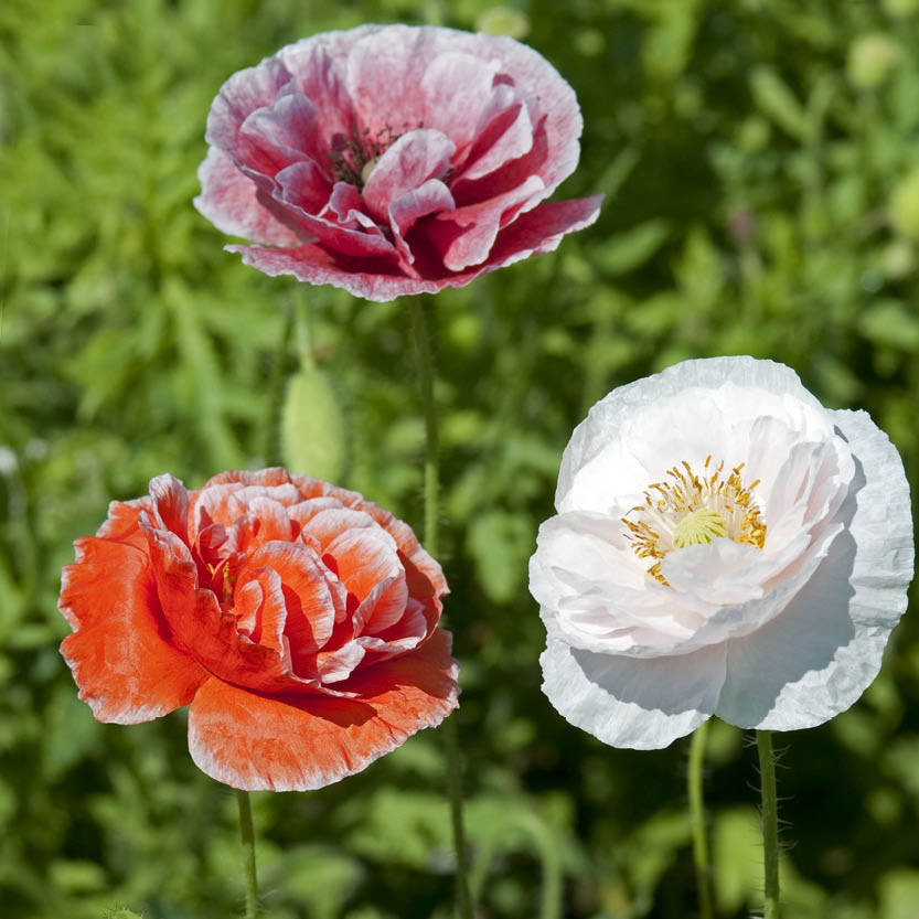 Papaver rhoeas ‘Dawn Chorus’ (grote klaproos)