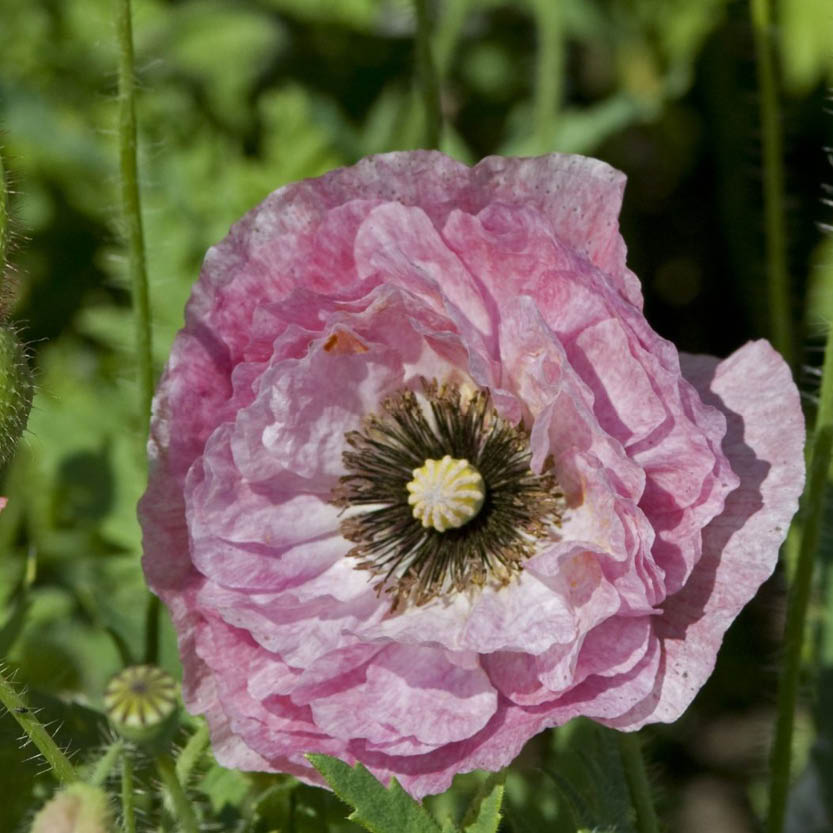 Papaver rhoeas ‘Dawn Chorus’ (grote klaproos)