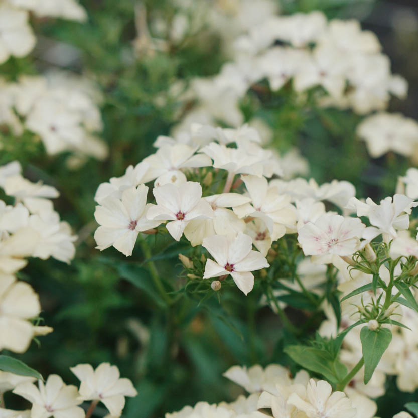 Phlox 'Isabellina' (vlambloem)