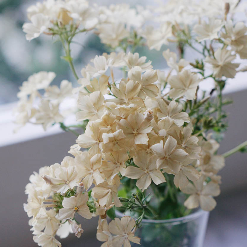 Phlox 'Isabellina' (vlambloem)