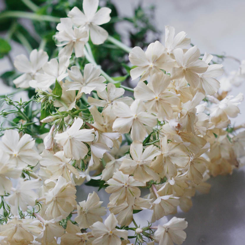 Phlox 'Isabellina' (vlambloem)