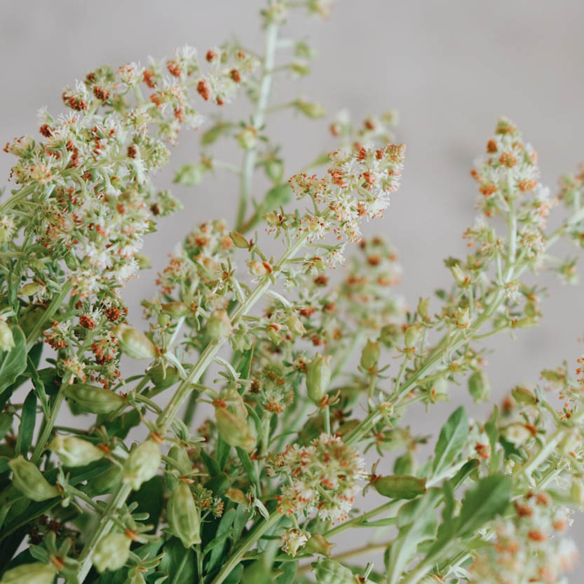 Reseda odorata