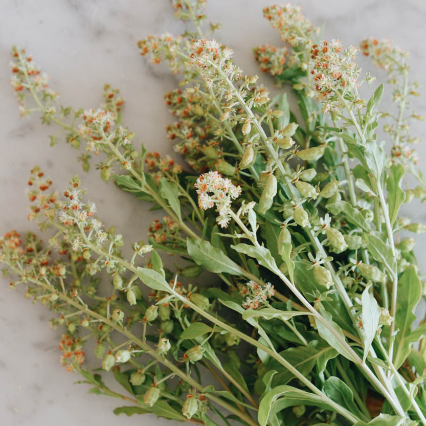 Reseda odorata