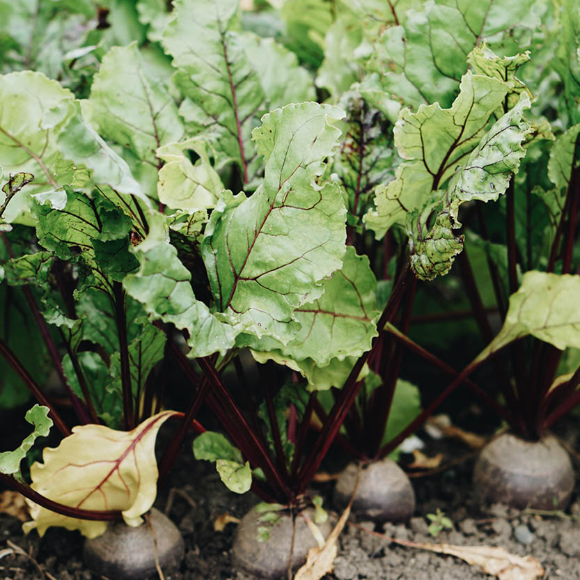 Rode biet 'Kogel 2' BIO
