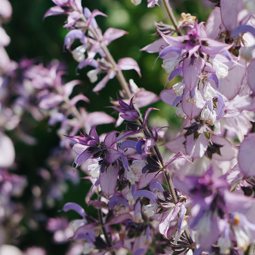 Salvia sclarea (muskaatsalie)