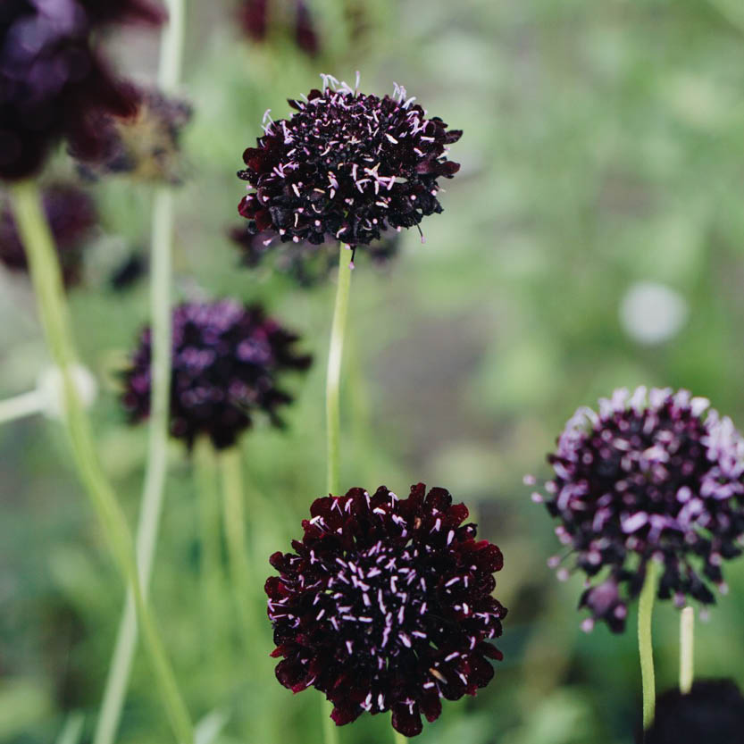 Scabiosa atropurpurea ‘Black Knight’ (duifkruid)