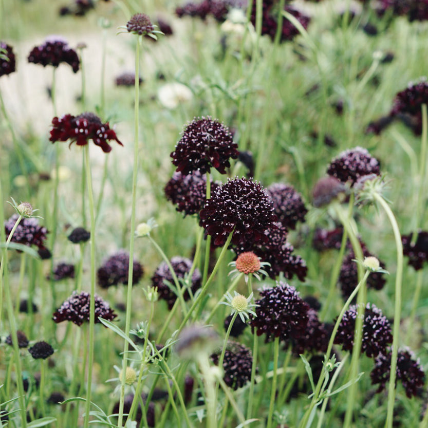 Scabiosa atropurpurea ‘Black Knight’ (duifkruid)