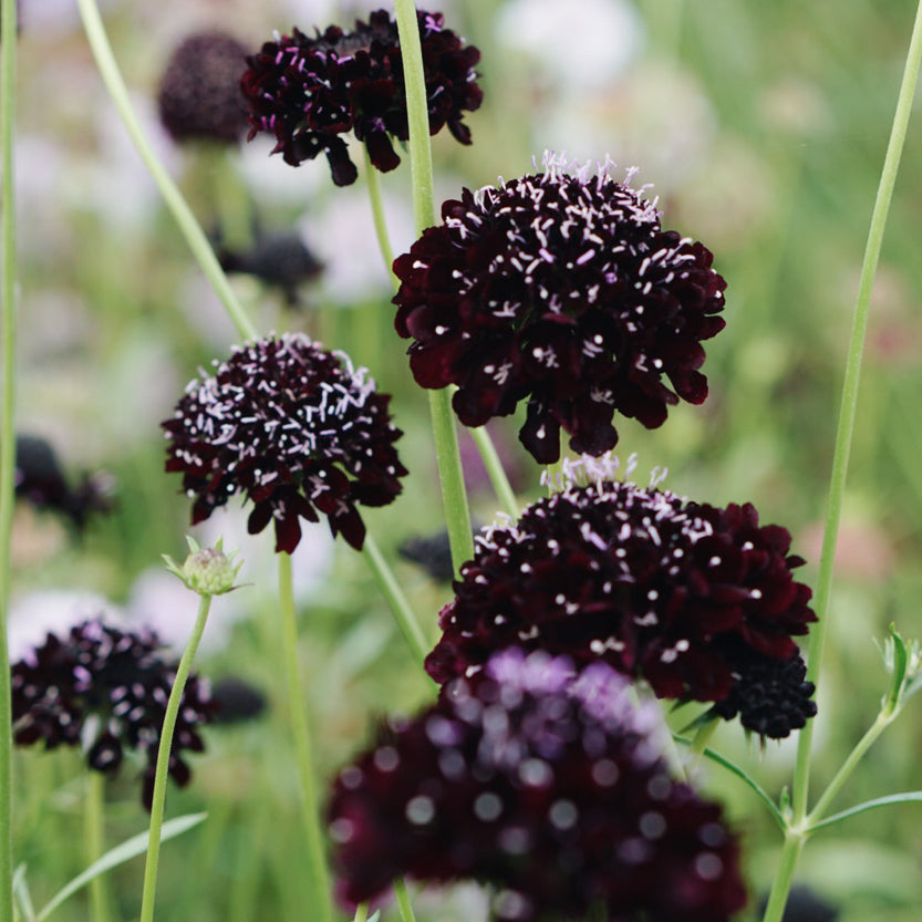 Scabiosa atropurpurea ‘Black Knight’ (duifkruid)