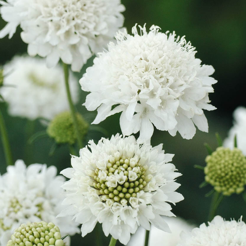 Scabiosa atropurpurea ‘Snowmaiden’ (duifkruid)