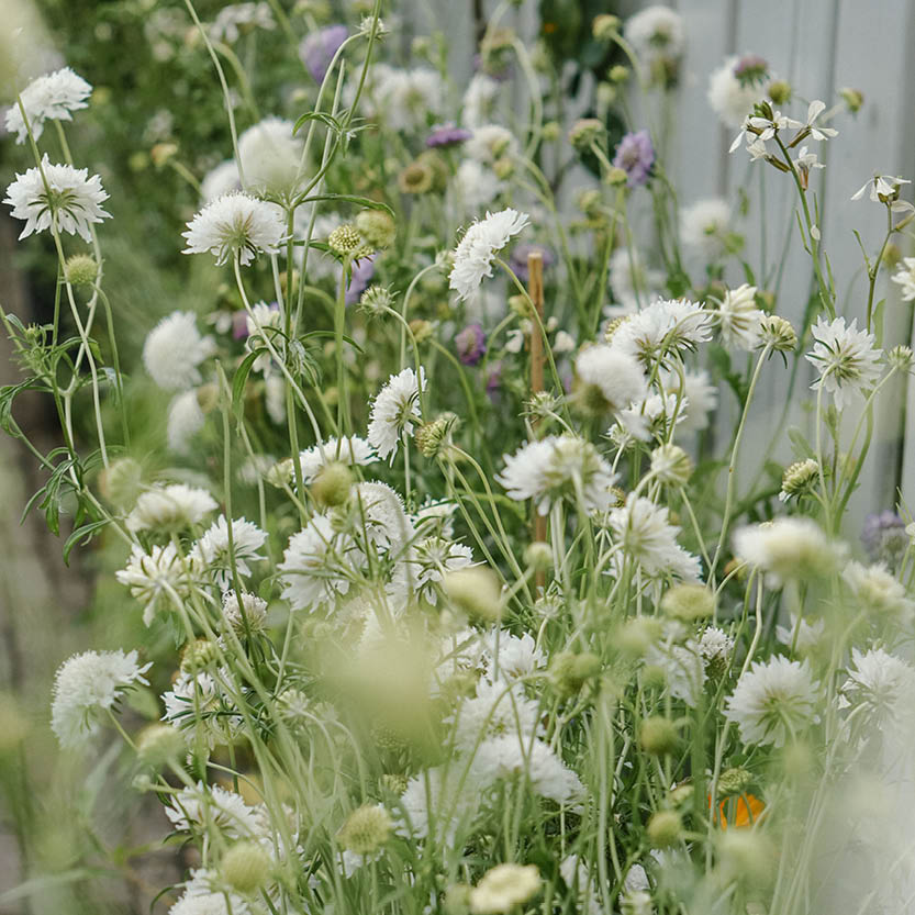Scabiosa atropurpurea ‘Snowmaiden’ (duifkruid)