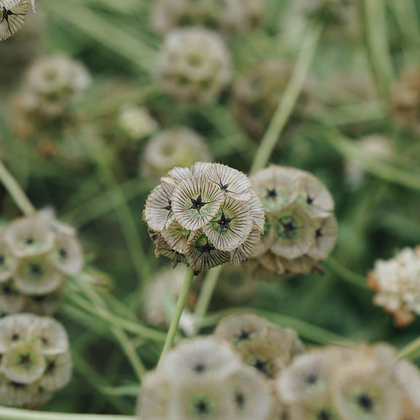 Scabiosa stellata (duifkruid)