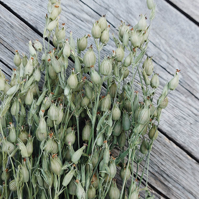 Silene conica (kegelsilene) ECO