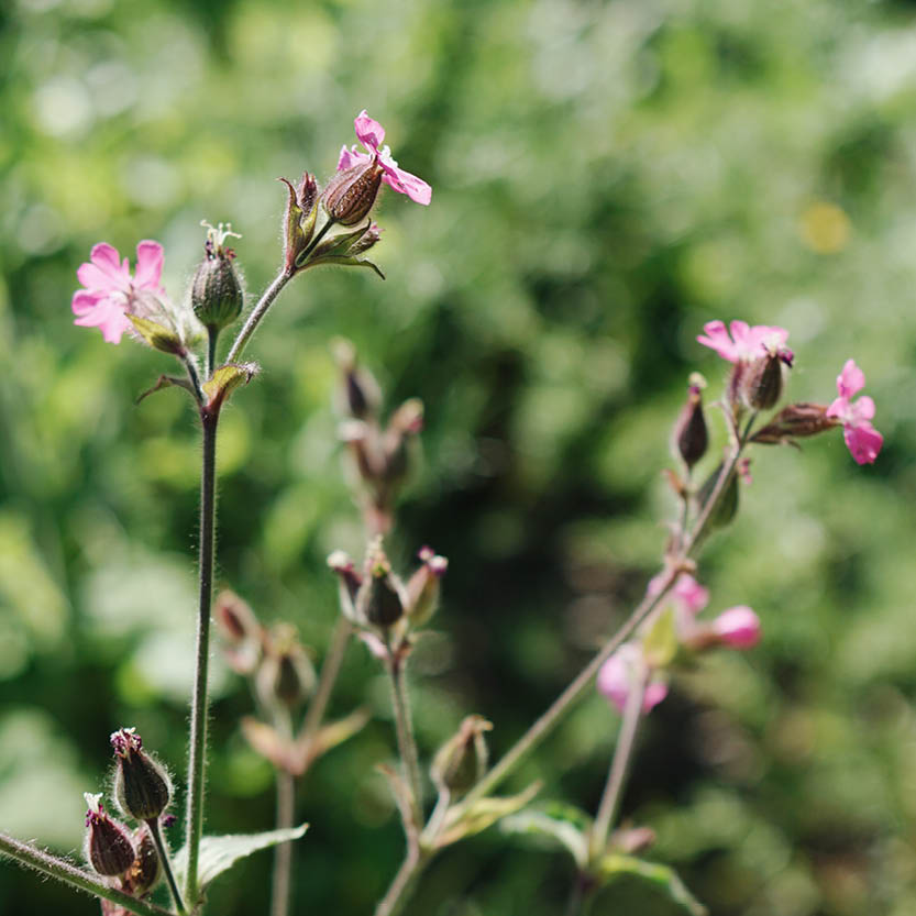 Silene conica (kegelsilene) ECO