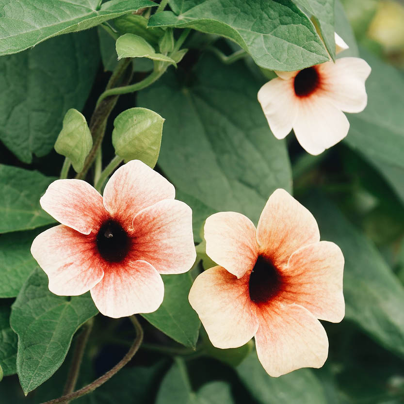 Thunbergia alata ‘African Sunset’ (Suzanne met de mooie ogen)